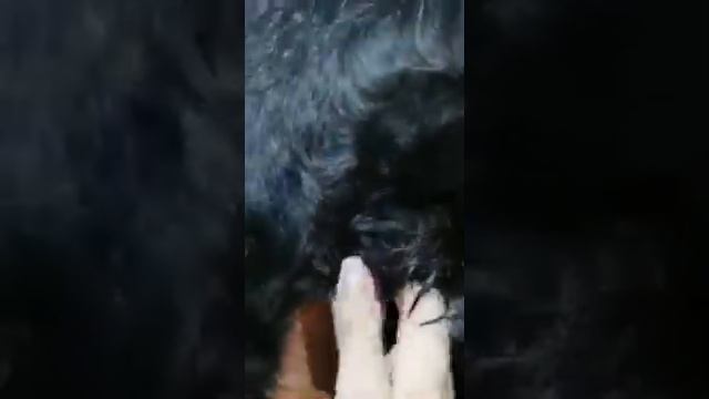 п-к Роман-Кош..КОСМЕТИЧЕСКАЯ СТРИЖКА ПИТОМНИК  АС КЛАССИК . АЗАЛИЯ ВС 1