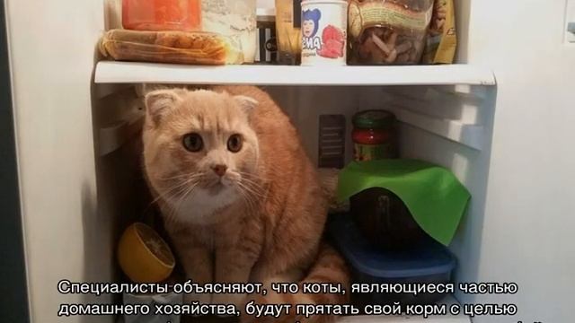 Почему кошки закапывают еду — рядом с миской и что это значит смотреть онлайн