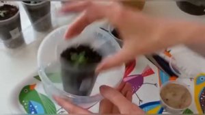 Мох на рассаде? Самый простой способ от него избавиться. Быстрый рост эустомы после пикировки