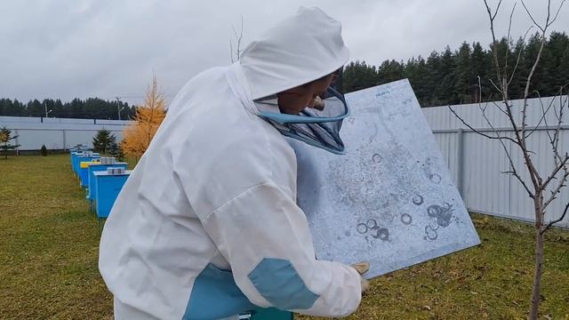 ОБЪЕДИНЕНИЕ ПЧЕЛИНЫХ СЕМЕЙ ОСЕНЬЮ. ПРЯМАЯ ПОДСАДКА ЭТО ПРОСТО. ПОДСИЛИВАНИЕ СЛАБЫХ СЕМЕЙ. смотреть онлайн