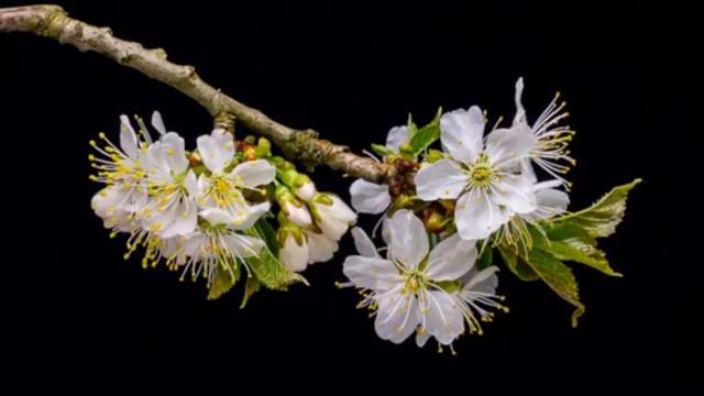 Sakura смотреть онлайн