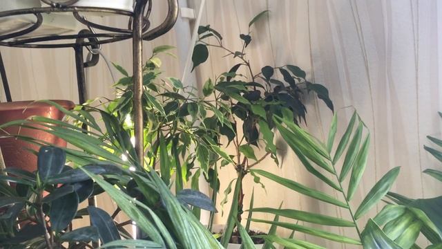 Комнатные цветы. Весна 2021. Мой зеленый уголок. 4 часть смотреть онлайн