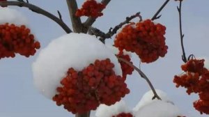 Штоколов - Бубенцы