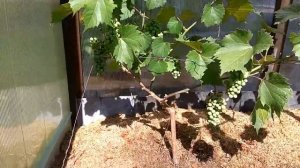 Выращиваем виноград в Ленинградской области.Часть 6.От саженцев до урожая.Годовой цикл.