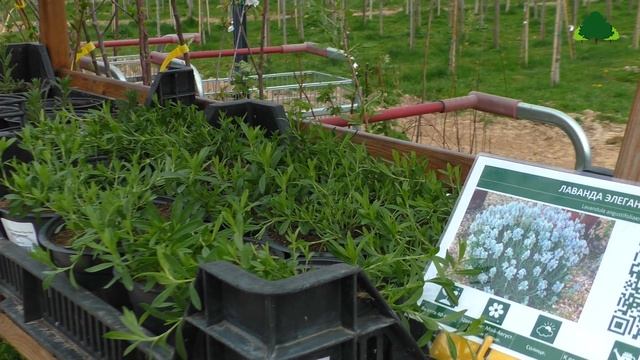 Экостория Лекарственные и ароматические растения смотреть онлайн