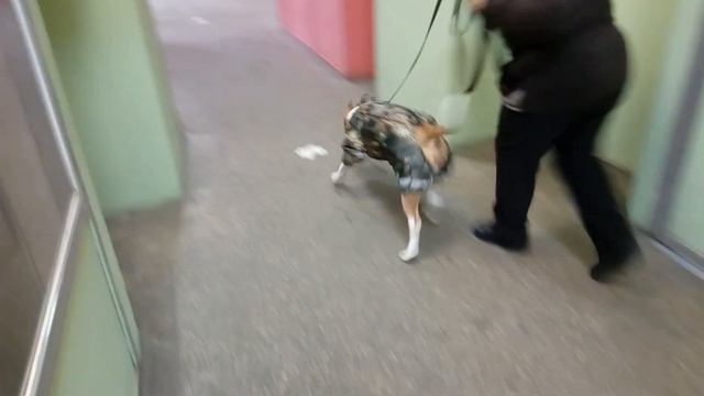 Зимний комбинезона для питбуля смотреть онлайн