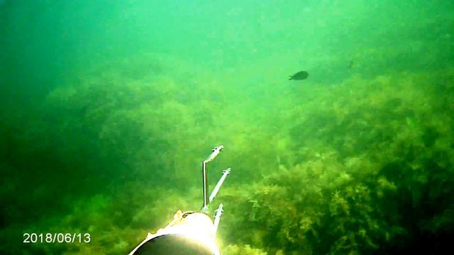 #Подводная охота Новороссийск Лобан Чёрное море смотреть онлайн