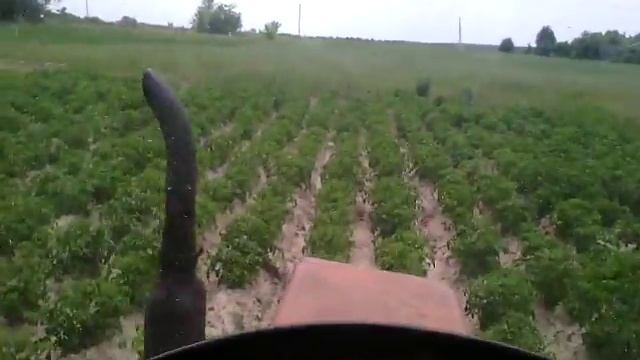 Опрыскивание картофеля от колорадского жука 2017 смотреть онлайн