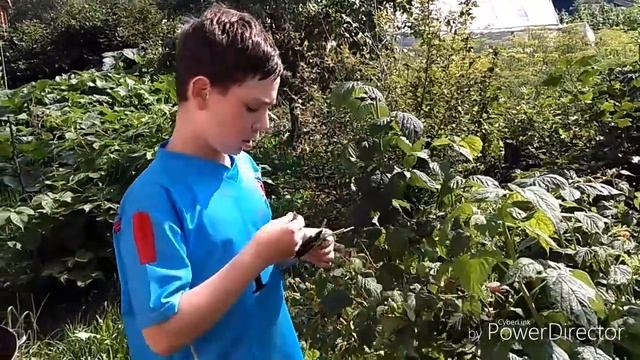 Вкусный травяной чай смотреть онлайн