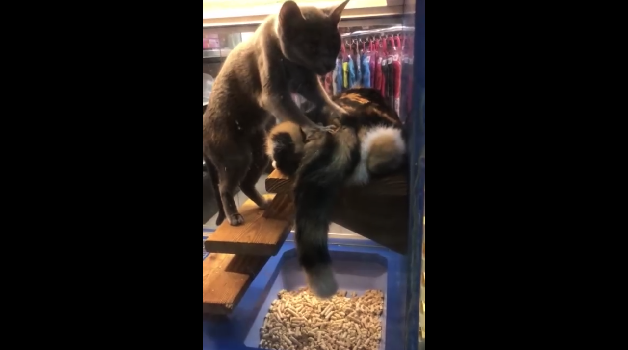 Кошачий массаж