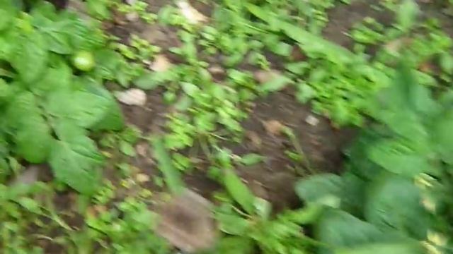 TOMATES GIGANTES EN MI HUERTO смотреть онлайн