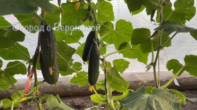 Дайте это пожелтевшим Огурцам и они снова позеленеют, не будут болеть и обильно заплодоносят! смотреть онлайн