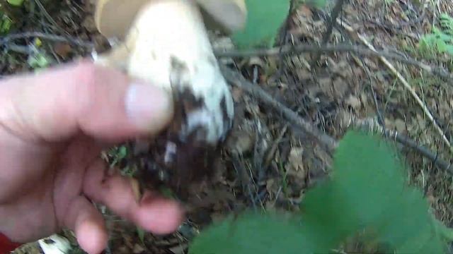 Маслята, белые грибы. Подмосковье. смотреть онлайн