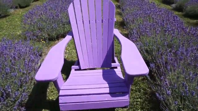Lavender Farm near Toronto - Relaxing Day at Purple Hill 💜 | Creemore, Ontario 🚙 | Canada Vlog смотреть онлайн