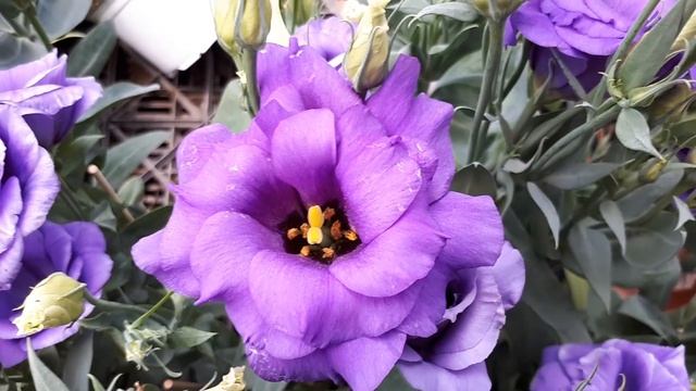Lisianthus flower - grow & care (Eustoma Amazing cut-flower) смотреть онлайн