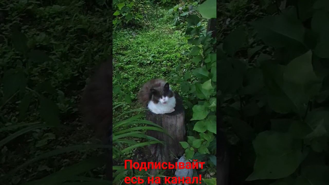 Барсик и его Трон! смотреть онлайн