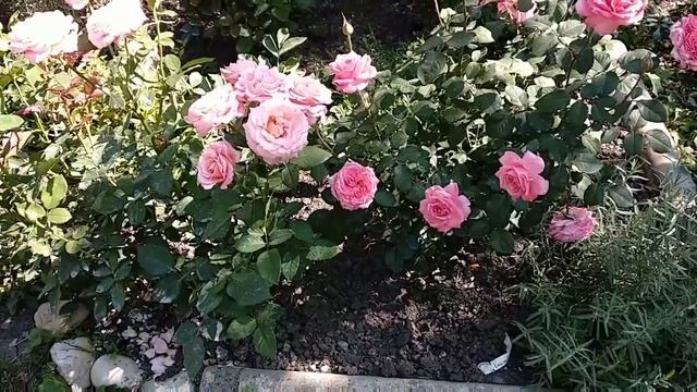 Розы. Второе цветение. Розы Лоран Каброль , Мисс Пигги, Поль Бокюс. смотреть онлайн