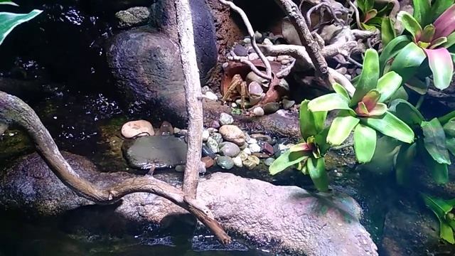 Московский зоопарк. Экзотариум. смотреть онлайн