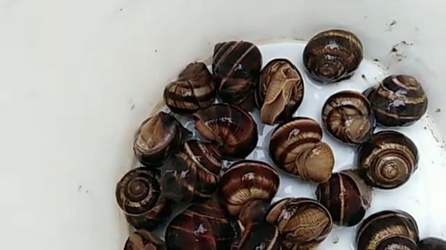 Свиные шкурки для кур несушек ?????улитки ??2 смотреть онлайн