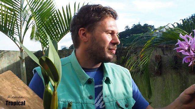 Laelia superbiens - Orchideen Pflege leicht gemacht! смотреть онлайн