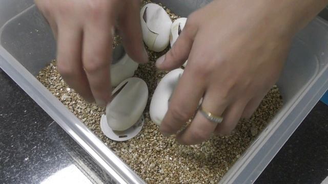 0.1 GHI & 1.0 BAMBOO SPIDER # 11 2018 смотреть онлайн