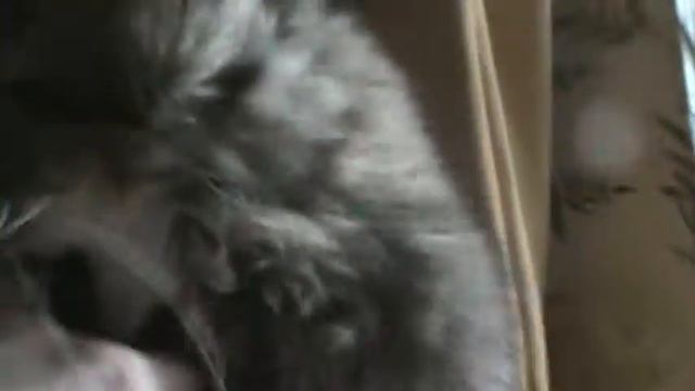 Мой кот Мурзик кусается. My Cat Murzik Is Biting Me.