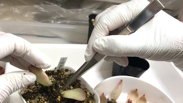 88【多肉植物】桃太郎チャレンジ！葉挿し・鉢上げ編どれくらい増える？大きくなる？やってみよう💕 смотреть онлайн