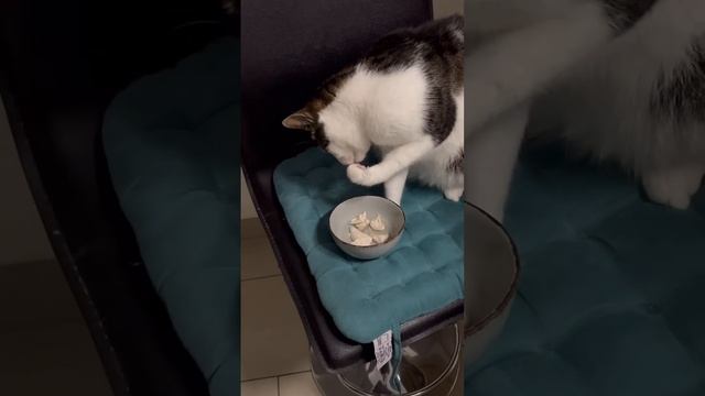 Luna doesn’t like the broth and tries to get the chicken out смотреть онлайн