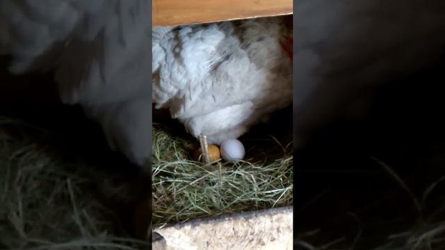 Как курица несёт яйцо ! смотреть онлайн