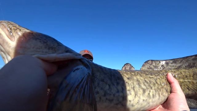 Рыбалка на платнике Фишерикс. Два Налима и бешеная Форель. 2018 смотреть онлайн