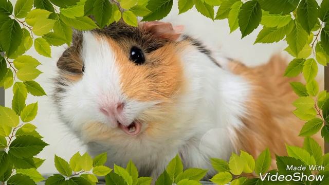 Морские свинюшки))) смотреть онлайн