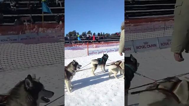 Г. Решетиха . Праздник "зимняя сказка" смотреть онлайн