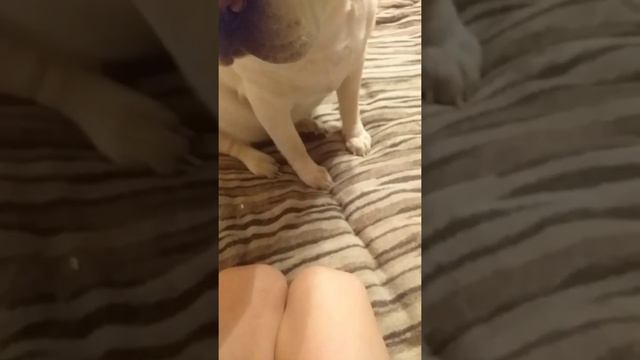 Собака ест семечки . смотреть онлайн