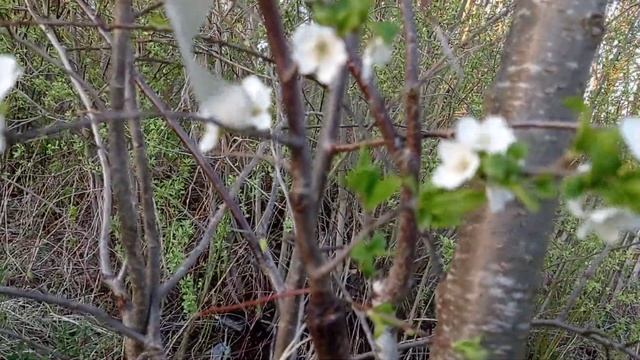 Три сорта алычи на одну синюю сливу. смотреть онлайн