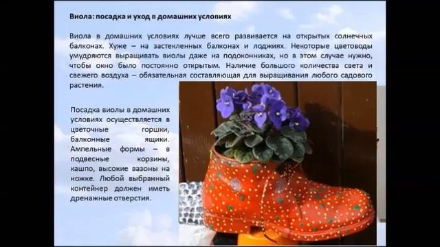 выращивание виолы смотреть онлайн