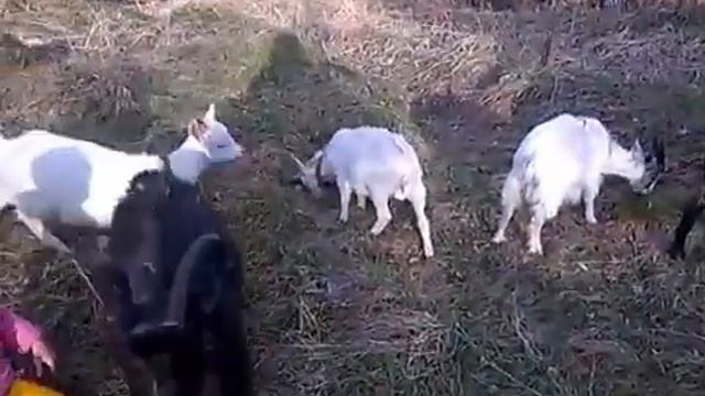 Каширское Подворье / Первая прогулка с козами / Рассказываю как пасти коз / смотреть онлайн