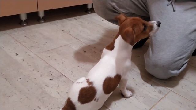 Джек-рассел-терьер 3 месяца - выполняет команды. смотреть онлайн