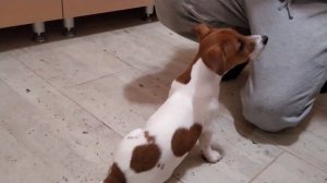 Джек-рассел-терьер 3 месяца - выполняет команды.