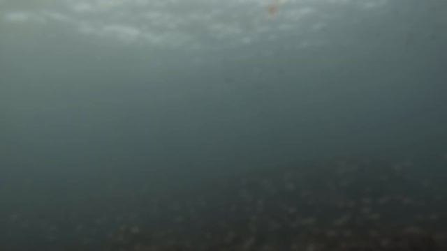 Фридайвинг в Черном море, ноябрь смотреть онлайн