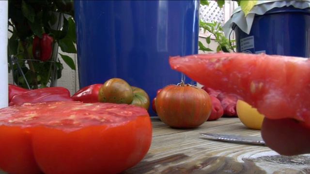 ⟹ Ponderosa Red Tomato Aka Ponderosa Scarlet, Indeterminate TASTE TEST Solanum Lycopersicum #tomato
