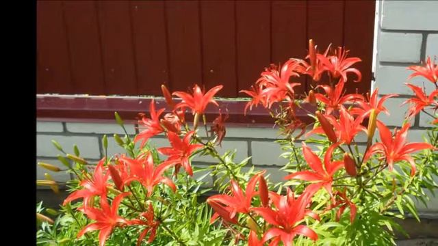 полевые цветы словно птицы смотреть онлайн