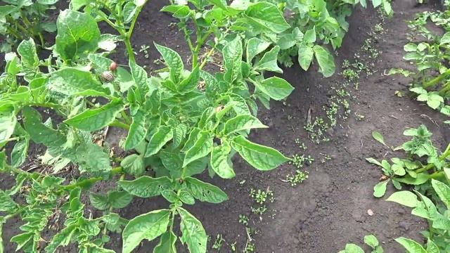 ГДЕ И КАК ПОСТАВИТЬ НУКЛЕУСЫ ДЛЯ ОБЛЁТА МАТОК, ОГОРОД ПЧЕЛОВОДА, ЦВЕТЁТ ГОРЧИЦА, ПОДСОЛНУХ. смотреть онлайн