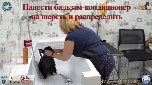 Повседневный Уход за шерстью Шотландского (скотч) терьера смотреть онлайн