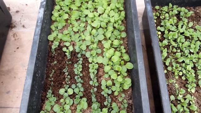 И снова о петунии, о плохом грунте, о кальциевой селитре! смотреть онлайн