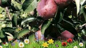 Груша плодовая Кармен ? Обзор: посадка и уход. крупномеры груши Кармен: описание и особенности