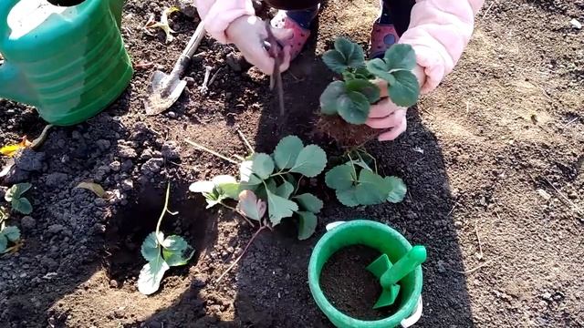 Посадка клубники осенью. Сорт Лорд. смотреть онлайн