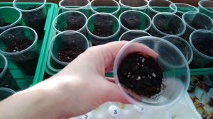 Посевная. Сажаю замоченный и проклюнувшийся перец в стаканчики с грунтом.