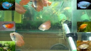 Лялиусы.Содержание, виды, нюансы.