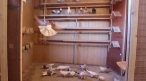 Иранские бойные голуби Высоколётные Бойные Персы