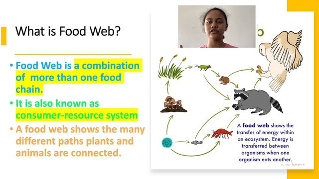 Food Chain & Food Web смотреть онлайн